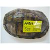 Image 2 : 2 TURTLE SHELLS