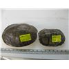 Image 3 : 2 TURTLE SHELLS