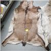 Image 2 : 2 ANIMAL HIDES