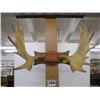 Image 1 : LG. SET OF MOOSE HORNS