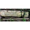 Image 1 : Rocks Petrified Logs from Texas for your #1460519