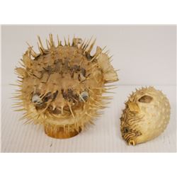 PAIR OF TAXIDERMIED PUFFER FISHES