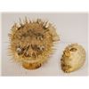 Image 1 : PAIR OF TAXIDERMIED PUFFER FISHES