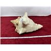 Image 1 : 1973 Florida conch shell 8" length