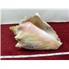 Image 3 : 1973 Florida conch shell 8" length