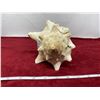 Image 4 : 1973 Florida conch shell 8" length