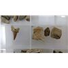 Image 4 : Container of Fossils