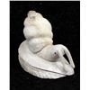 Image 3 : Zuni Carved Antler Snail Fetish by Ruben Najera