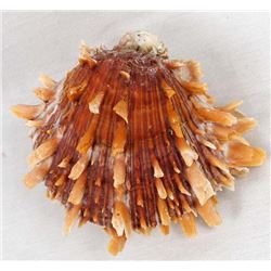 Large Hinged Spiny Oyster Shell Specimen