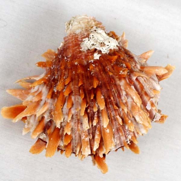 Large Hinged Spiny Oyster Shell Specimen