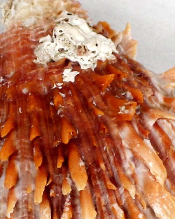 Large Hinged Spiny Oyster Shell Specimen