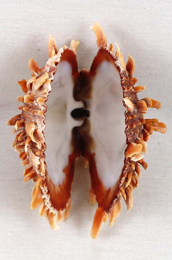 Large Hinged Spiny Oyster Shell Specimen