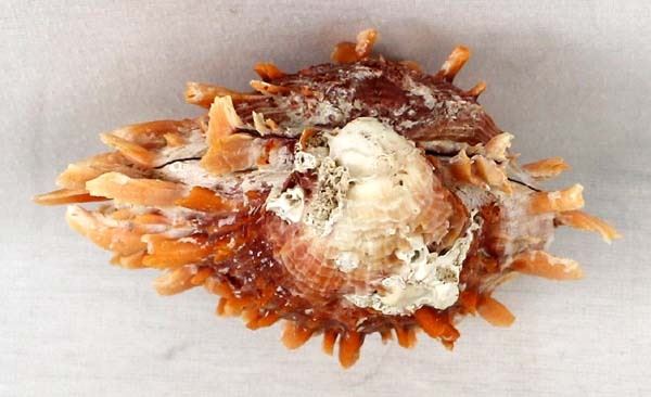 Large Hinged Spiny Oyster Shell Specimen