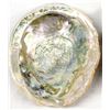 Image 2 : Set of 3 Abalone Shells