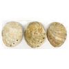 Image 5 : Set of 3 Abalone Shells