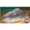 Image 2 : Kangaroo Pelt (54"L x 31"W)