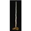 Image 1 : Narwhal Tusk, Monodon monoceros 