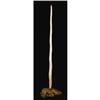 Image 2 : Narwhal Tusk, Monodon monoceros 