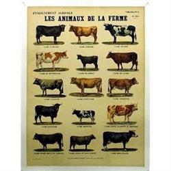Deyrolle   Les Animaux De La Ferme-les Vaches #1492554