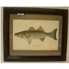 Image 1 : ANTIQUE FRAMED FISH PRINT FROM THE ALANTA #1493275