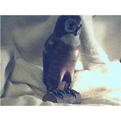 wooden owl #1510122