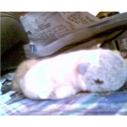 **VINTAGE STEIFF** HERMAN THE HEDGEHOG #1510204