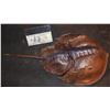 Image 1 : HORSESHOE CRAB HERO SILICONE HAND PUPPET