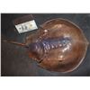 Image 2 : HORSESHOE CRAB HERO SILICONE HAND PUPPET