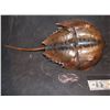 Image 1 : HORSESHOE CRAB WALKING RIG WITH WIRE