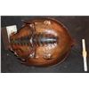 Image 1 : HORSESHOE CRAB WALKING RIG WITH WIRE NO TAIL