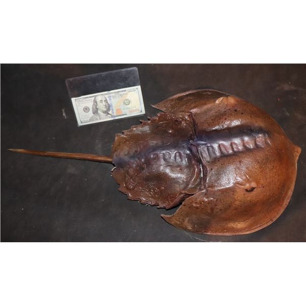 ZZ-CLEARANCE CRABS MUTANT HORSESHOE CRAB HERO SILICONE HAND PUPPET SCREEN MATCHED