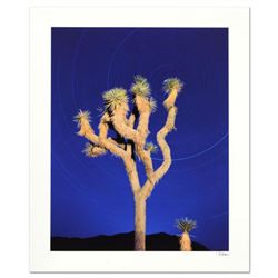 Robert Sheer,  Joshua Tree  Limited Edition Single Exposure Photograph, Numbered and Hand Signed wit