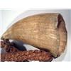 Image 4 : A FIJIAN CHEST ORNAMENT (tabua)