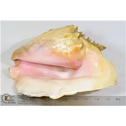 VINTAGE CONCH SHELL