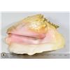 Image 1 : VINTAGE CONCH SHELL