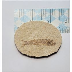 4)  KNIGHTIA FISH FOSSIL FROM GREEN RIVER