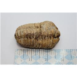 19)  NATURAL 102.4 GRAM 400 MILLION YEAR