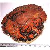 Image 1 : Arizona Multi-Color Petrified Wood Polished Slab  [131252]