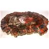 Image 1 : Arizona Polished Multi-Color Petrified Wood Slab  [131254]