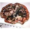 Image 1 : Polished Arizona Petrified Wood Slab  [131253]