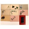 Image 1 : Artistic Series of Flowers Postcards   [128375]
