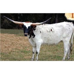 SH MOONSHINE KELLY 40//8