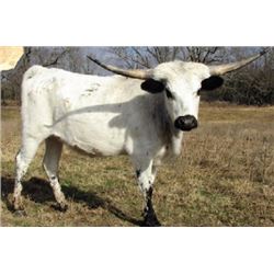 BILOXI BLUE COWGIRL CPL