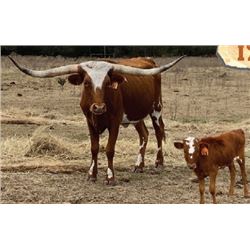 RWR CHOCOLATE ROSE 216