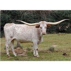 SHR MISS MOUNTAIN DEW