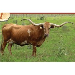 ECR RANGER'S JEWEL 122