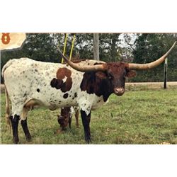 HORSESHOE J TA MOLLY