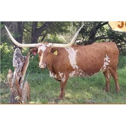 RR TOP CALIBER PRINCESS