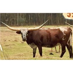 ME FANCY FARLAP 217/13