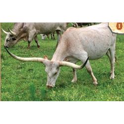 ME SANDY PEACHES 225/14